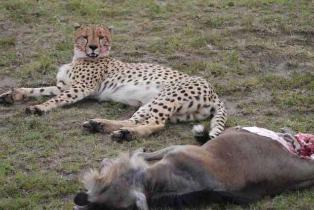 nairobi national park tour