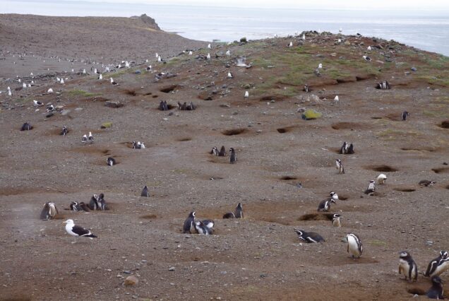 where do penguins live bravo tours