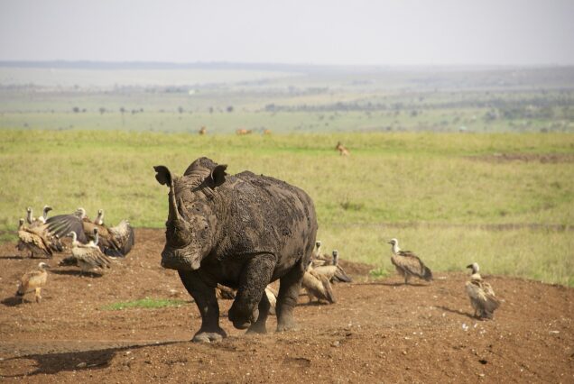 visit kenya's national park